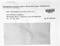 Erysiphe berberidis image